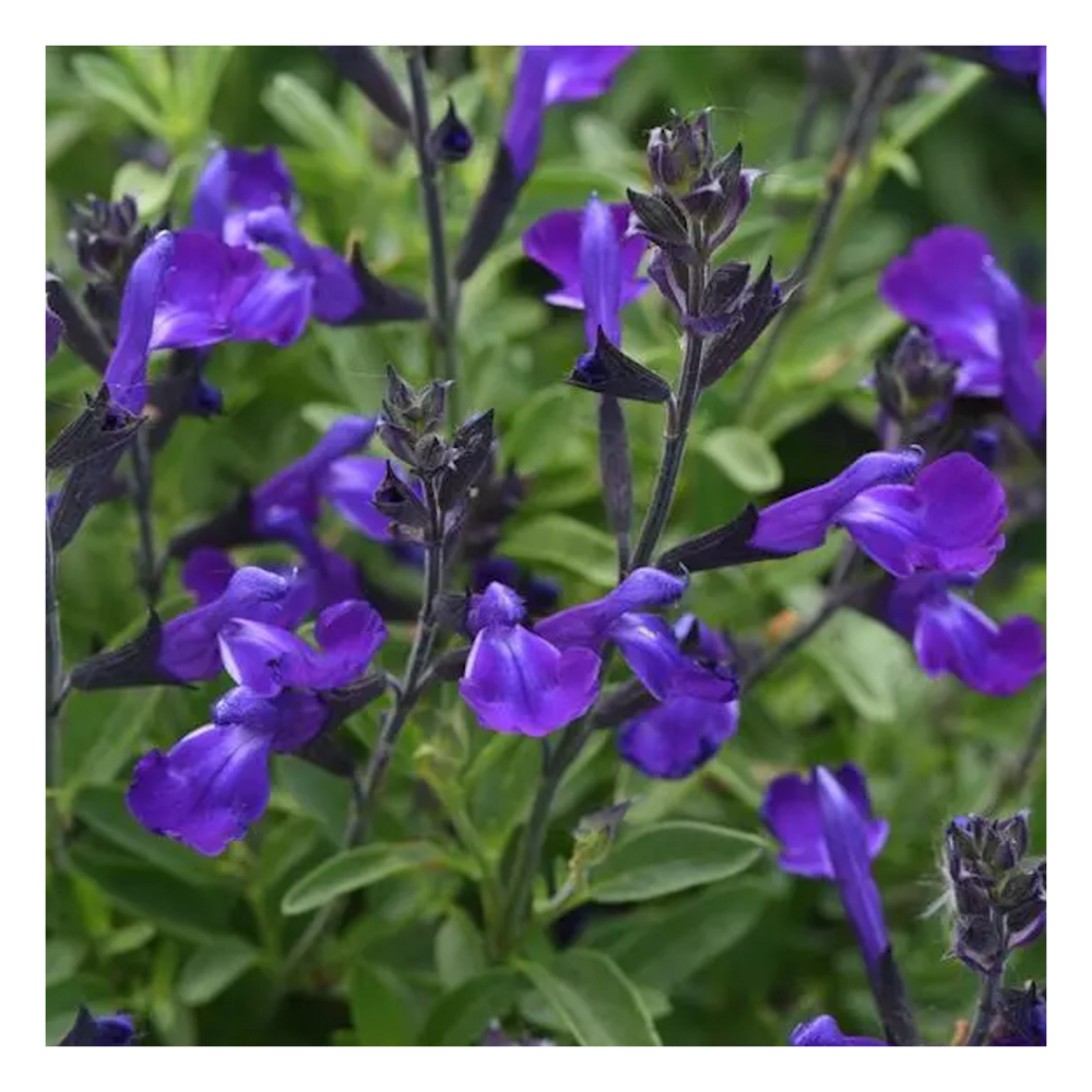 Sauge d'automne mirage™ bleu/salvia greggii mirage™ bleu[-]pot de 3l - 20/40 cm