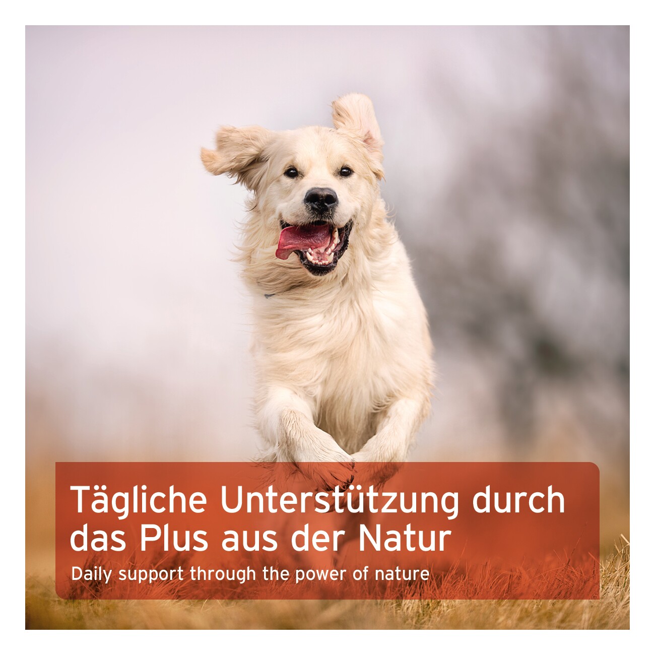 AniForte Hagebuttenpulver 250 g