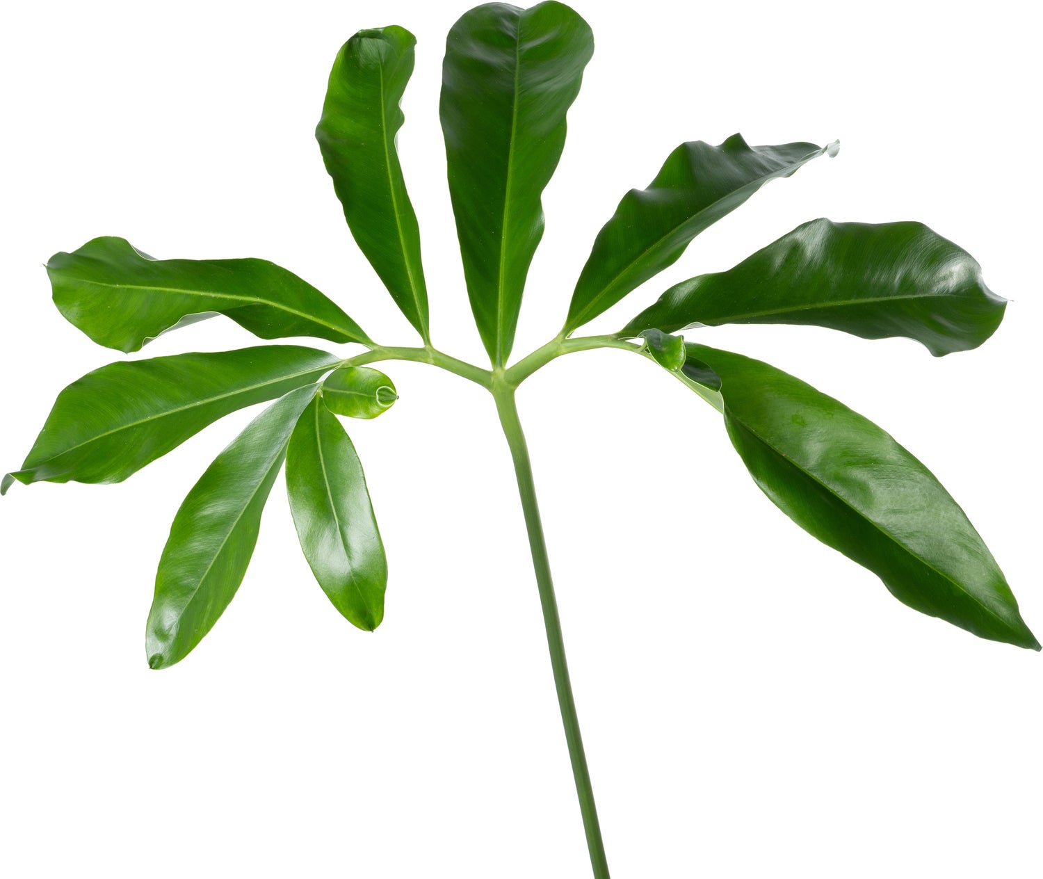 Philodendron op stam (Philodendron 'Fun Bun') D 30 H 130 cm