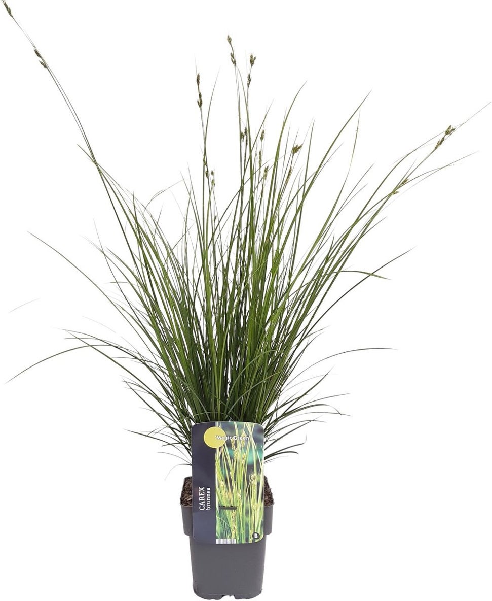Zegge (Carex brunnea 'Magic Green') D 17 H 40 cm