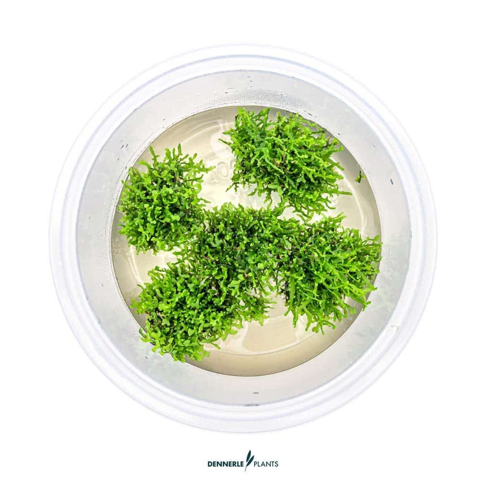 Riccardia chamedryfolia in vitro