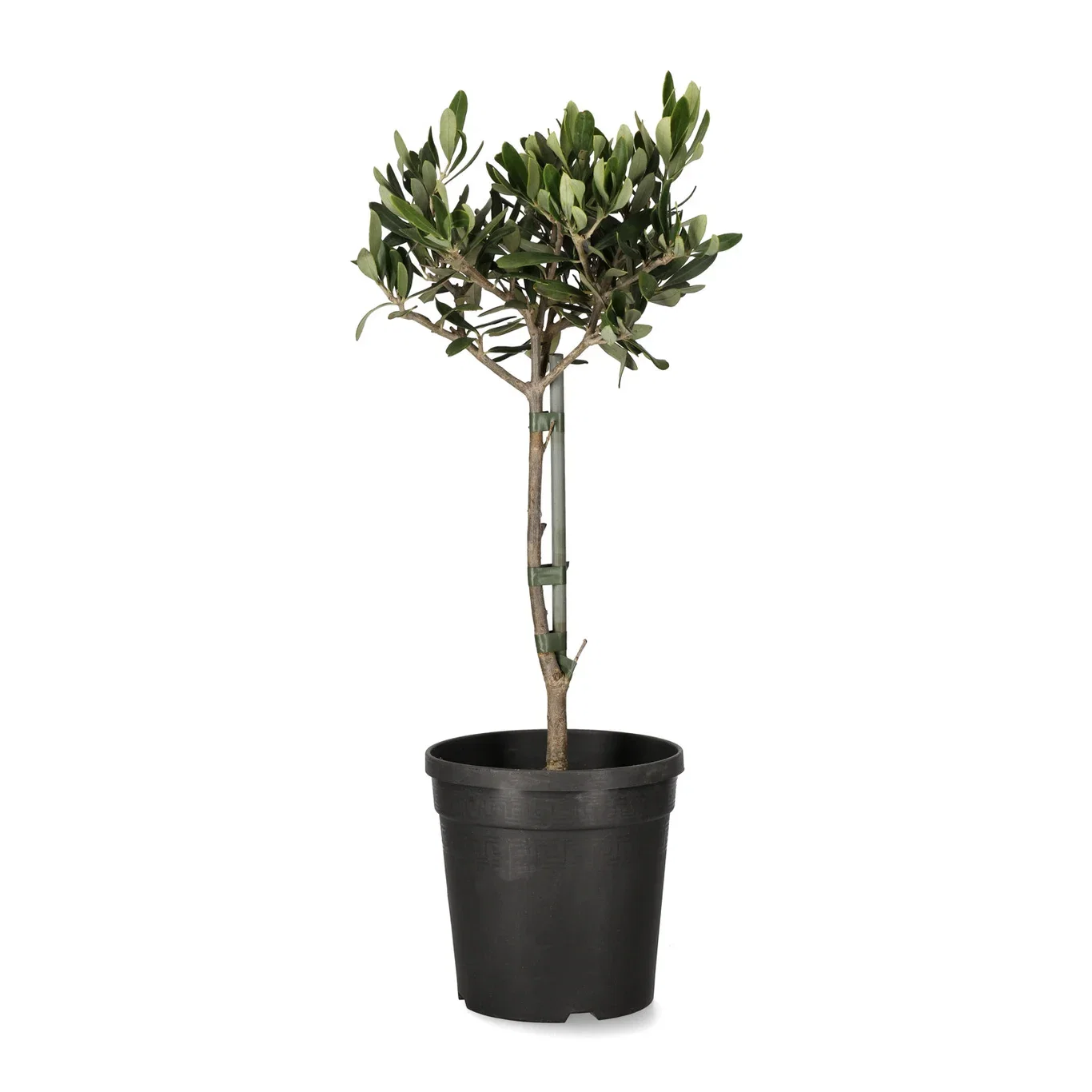 Olea europaea Oliventre Ø14 cm
