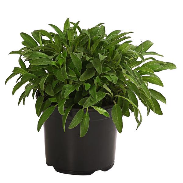 Dehner Gourmet Garten Salbei