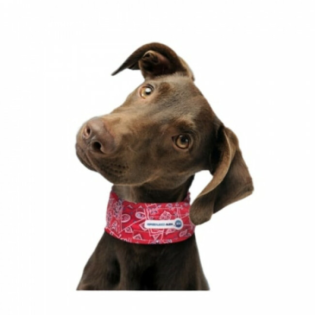 Collier rafraîchissant Aqua Coolkeeper pour chien