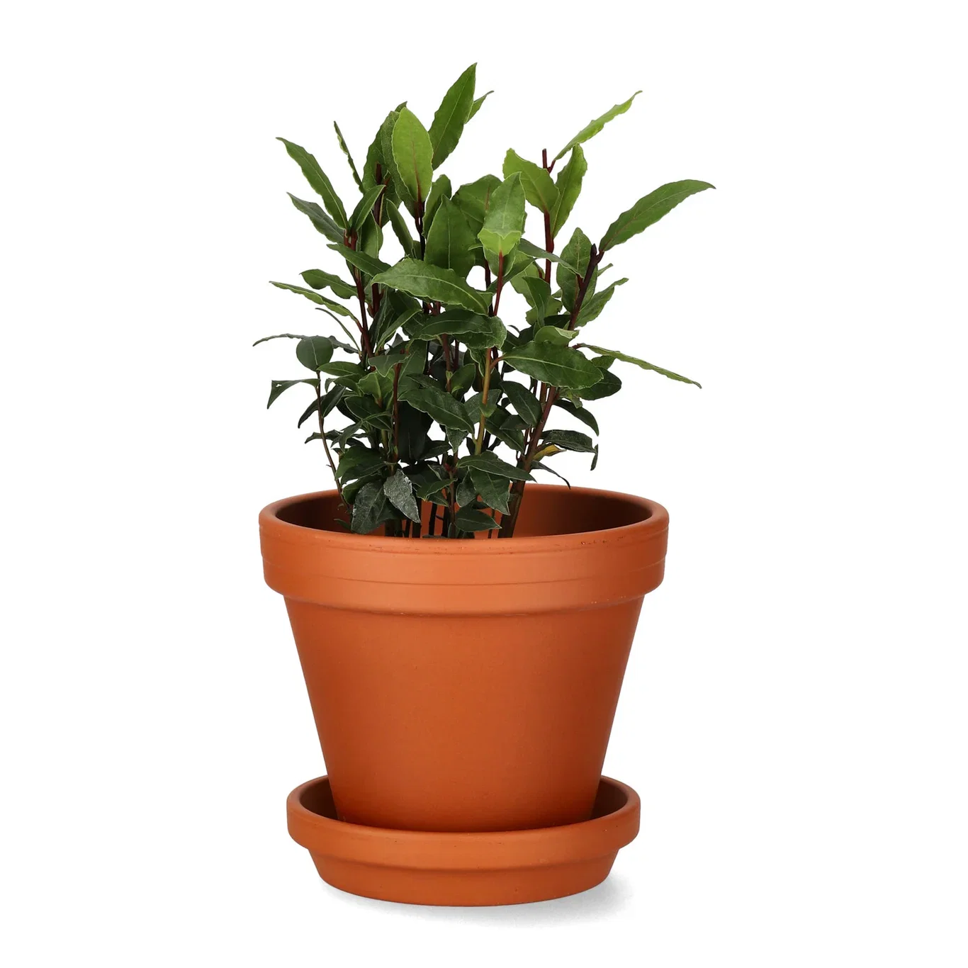 Fat Terrakotta Ø15 cm