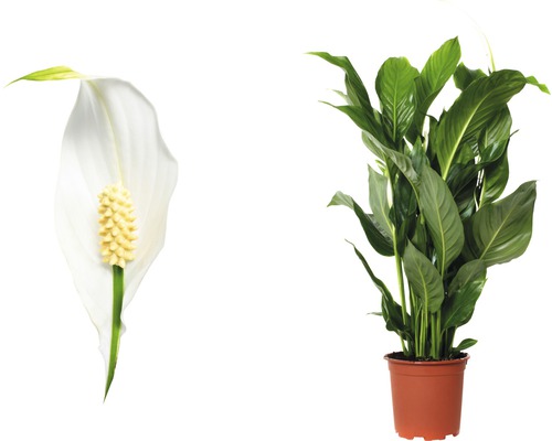 Vredeslelie FloraSelf Spathiphyllum wallisii 'Sweet Silvio' H 70-80 cm Ø 17 cm pot