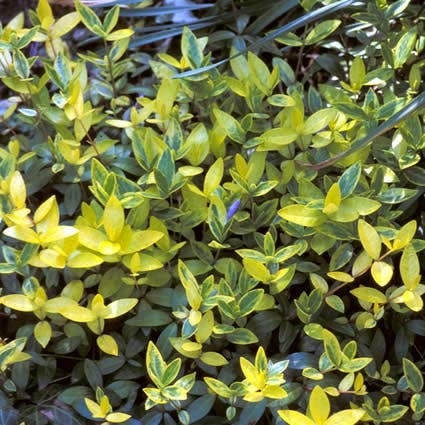 Kleine maagdenpalm (Vinca minor 'Aureovariegata') D 9 H 10 cm