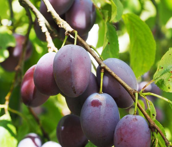 Zwergpflaume 'Hanna'