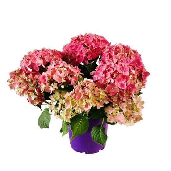 Hydrangea forever and ever C 5L