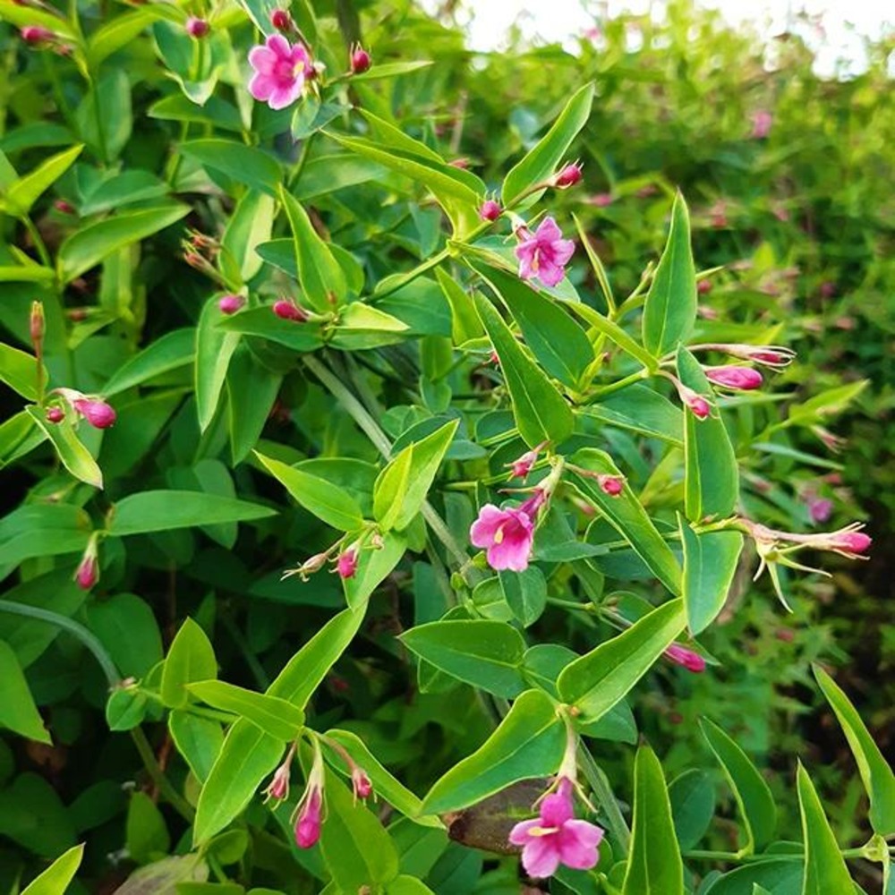 Jasmin beesianum - jasminum beesianum 3l