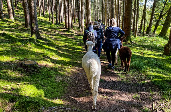 Alpaka Wanderung für 2 Altomünster