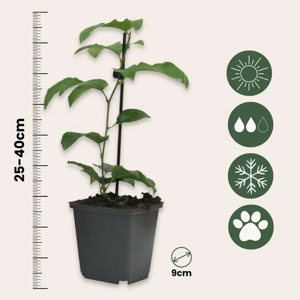 Passiebloem - Set van 6 - Passiflora edulis 'Frederick' - Hoogte 25-40cm - ⌀9cm
