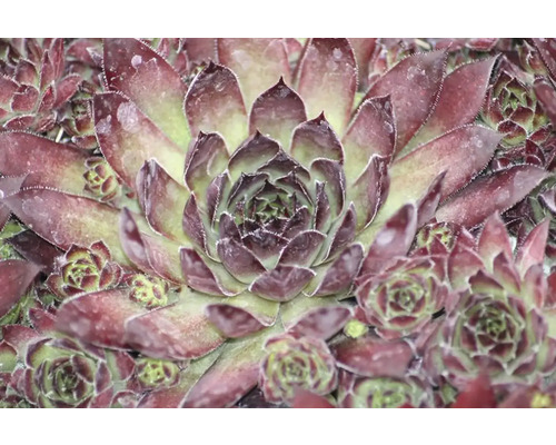 Sempervivum Mix FloraSelf Houseleek Ø 7 cm Pot 6 stuks