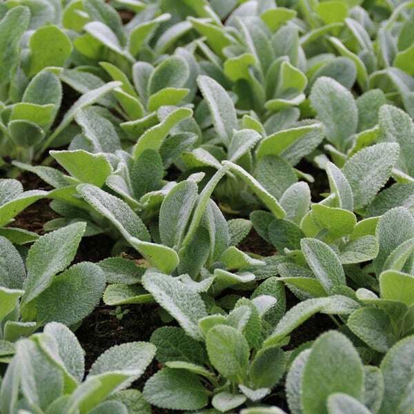 Ezelsoor (Stachys byzantina 'Silver Carpet') D 9 H 10 cm