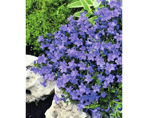 Vaste planten voor het voorjaar FloraSelf, diverse soorten, pot Ø 12 cm