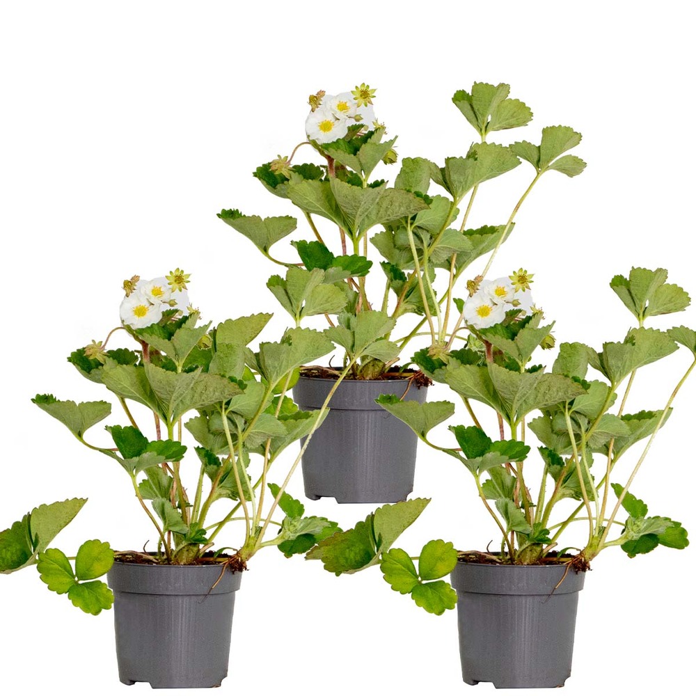 3x fragaria 'snow summer breeze' – fraisier – entretien facile – ⌀10,5 cm - ↕15-20 cm
