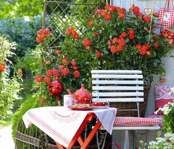 Zwerg-Kletterrose 'Starlet® Carmen®'