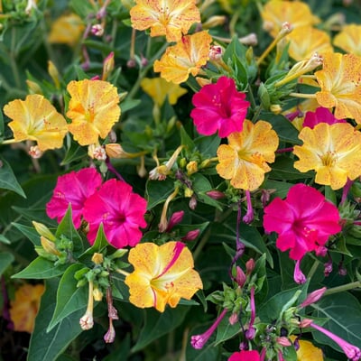 Blumensamen Abend- und Nachtdufter