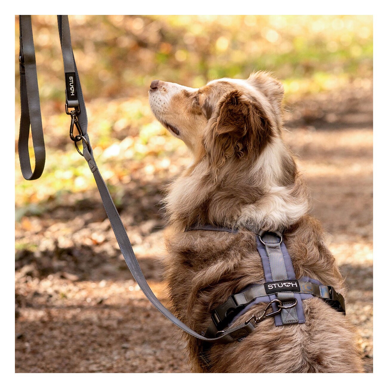 STUCH Geschirr Hund gepolstert schwarz XXS