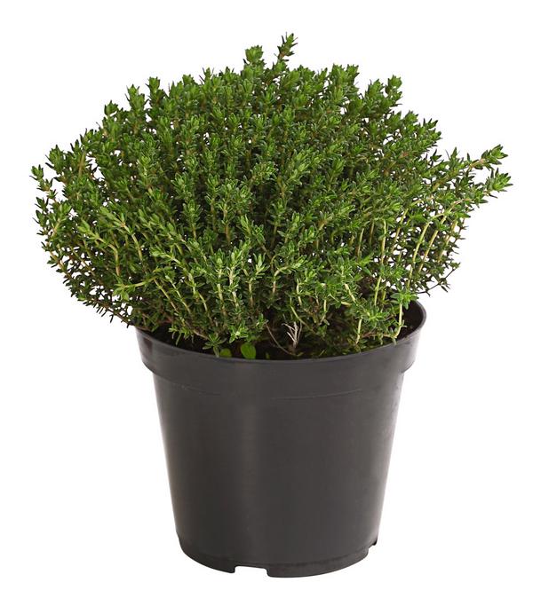 Bio Thymian