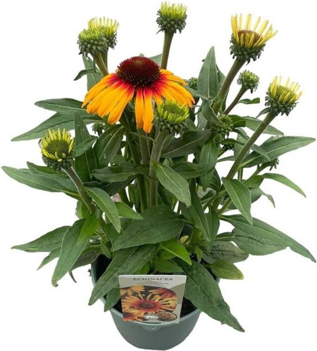 Zonnehoed (Echinacea purpurea 'SunSeekers Tequila Sunrise') D 17 H 45 cm