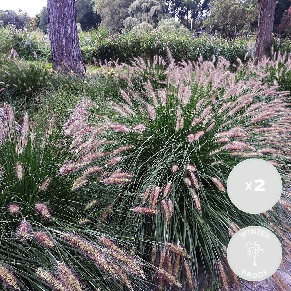 2x pennisetum 'hameln' - herbe à abat-jour - graminées ornementales - rustique - ⌀13 cm - ↕15-20 cm