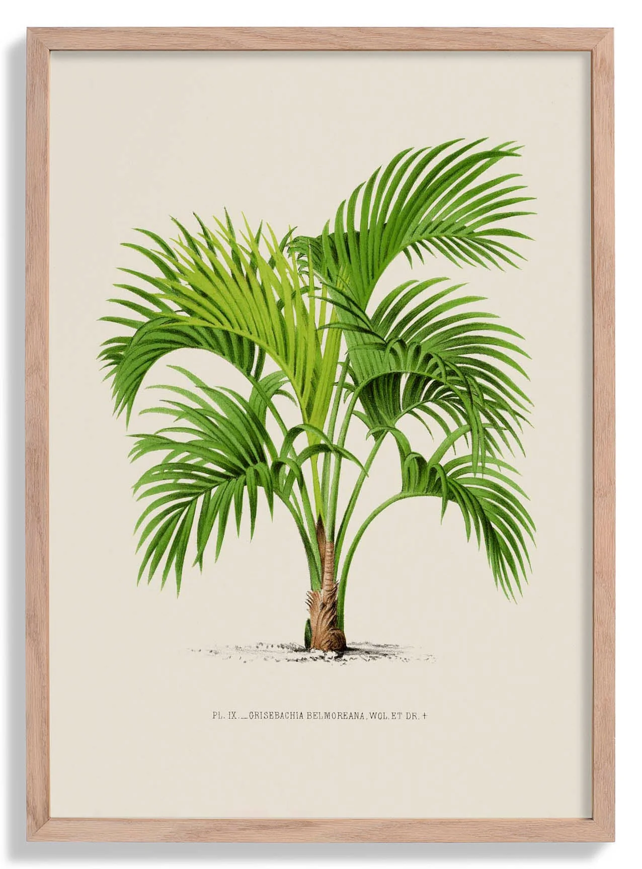 Grisebachia Belmoreana Palm Tree Kunstdruck