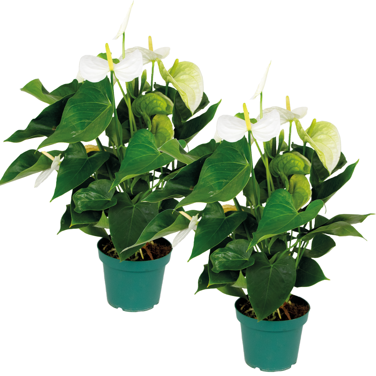2x anthurium 'aristo' blanc - plante flamingo - facile d'entretien - ⌀14 cm - ↕45-55 cm