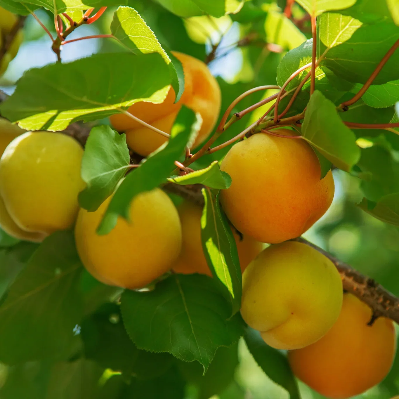 Prunus armeniaca APRIGOLD® Aprikos APRIGOLD® Høyde 80-100 cm