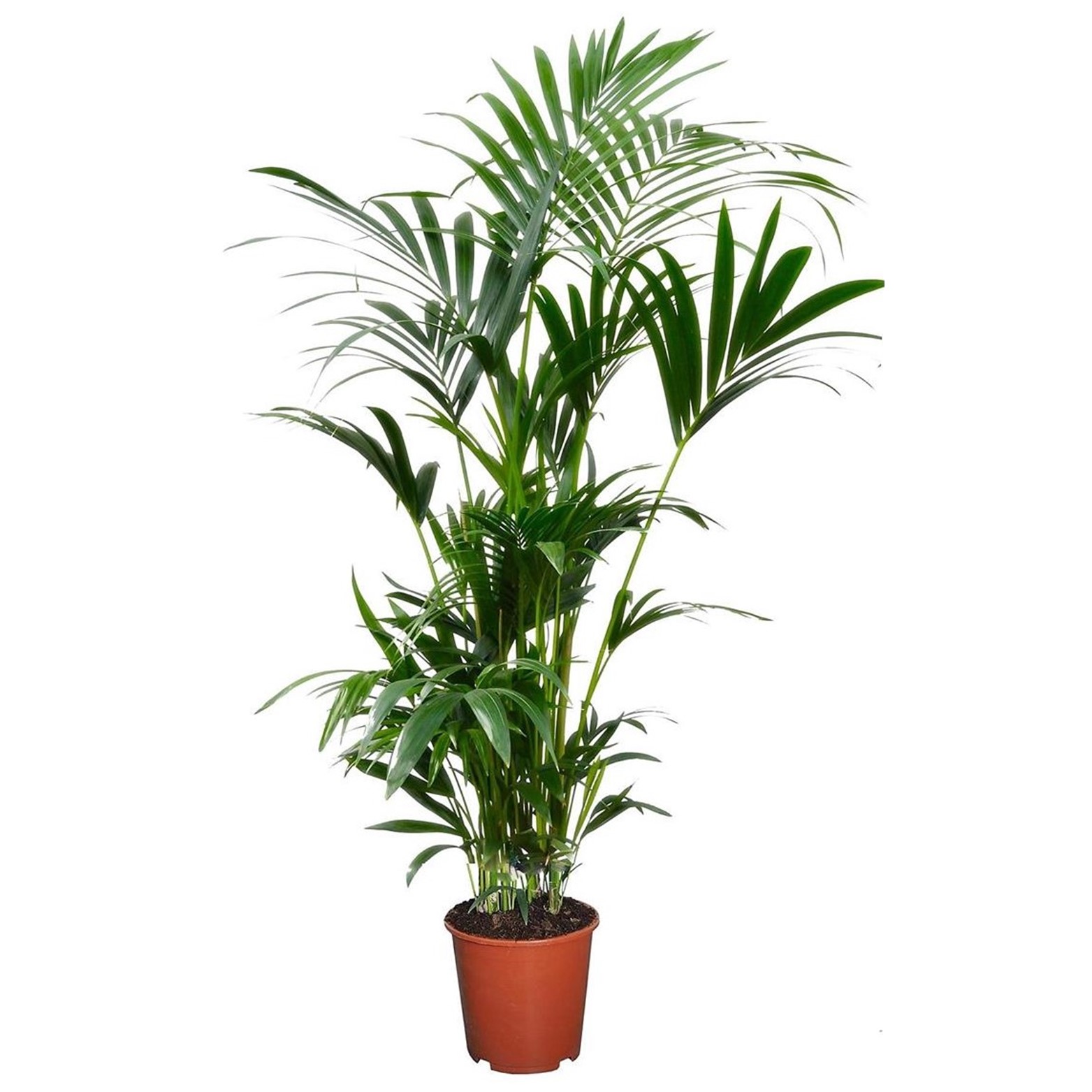 Palmier kentia - howea forsteriana - pot 18cm - hauteur 90-100cm