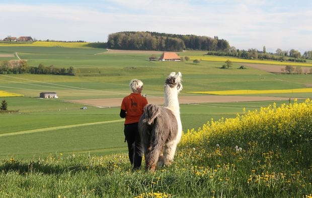 Lamatrekking in Attiswil als Geschenkidee
