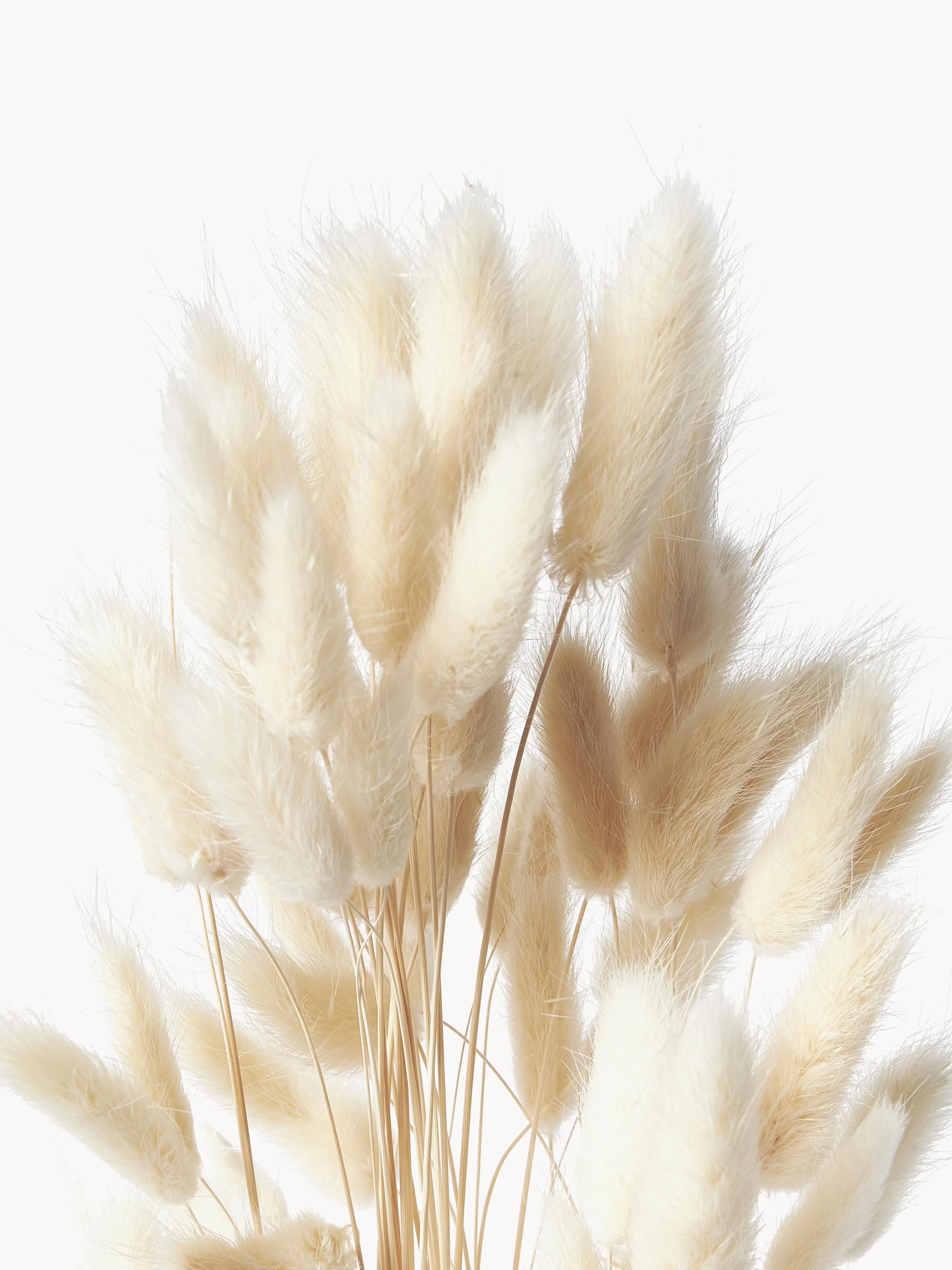 Droogbloemen Lagurus