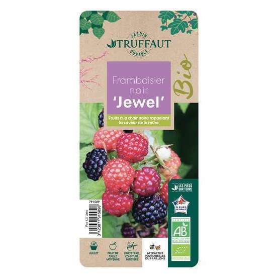Framboisier 'Black Jewel' bio - pot de 1,5L