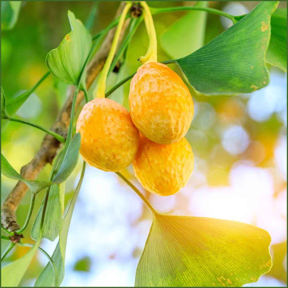 Fermentura® Ginkgo Duo
