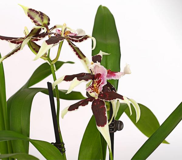 Zahnzungen-Orchidee - Odontoglossum-Hybriden,
