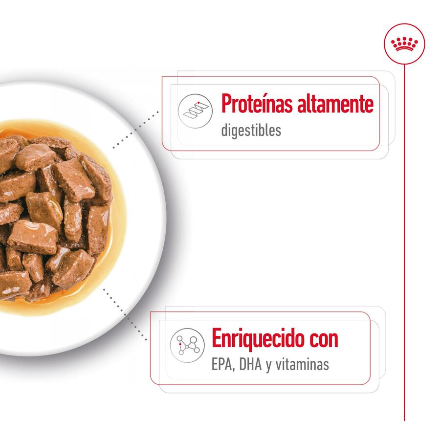 Sachê Royal Canin Maxi Ageing em molho para cães