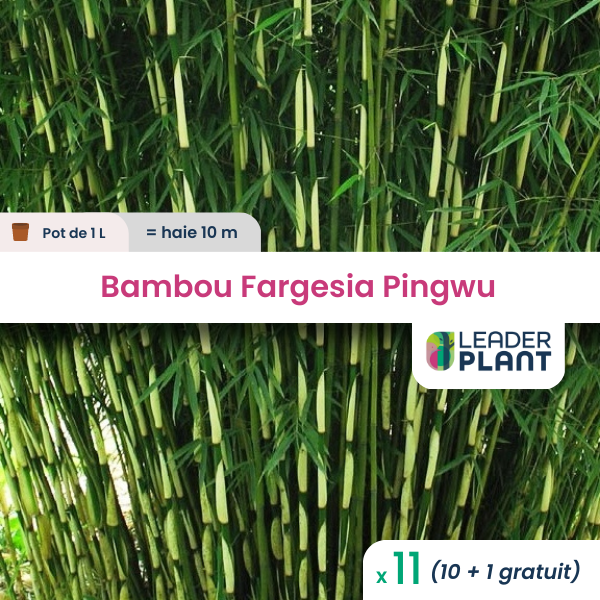 11 x bambou fargesia pingwu en pot de 1 l