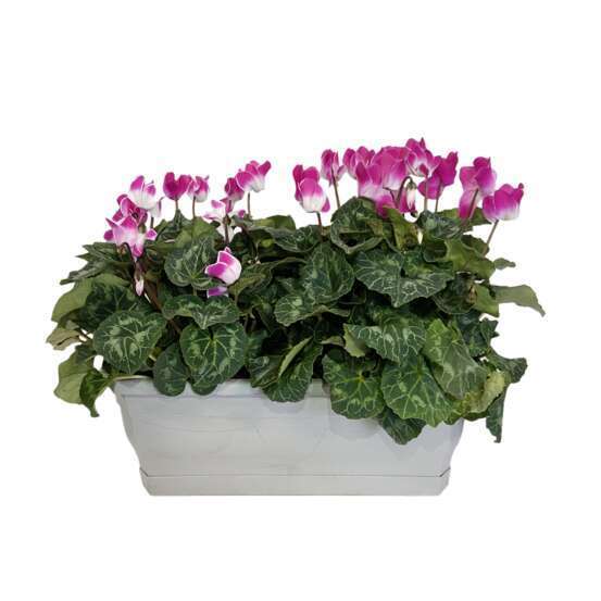 Cyclamen Indiaka® Jardinière L40cm