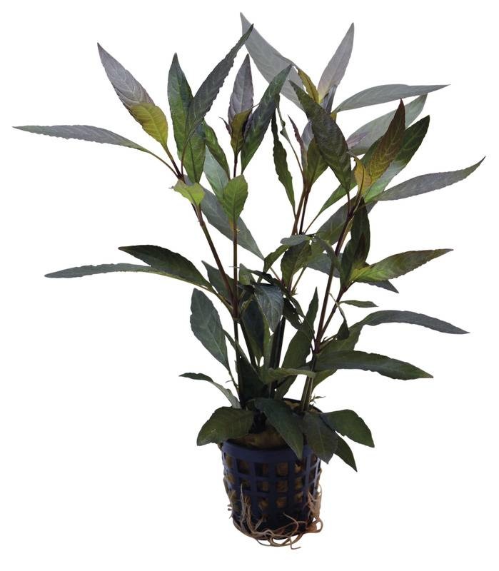 AquastoreXL Plantenpakket Large 3 | Aquariumplanten