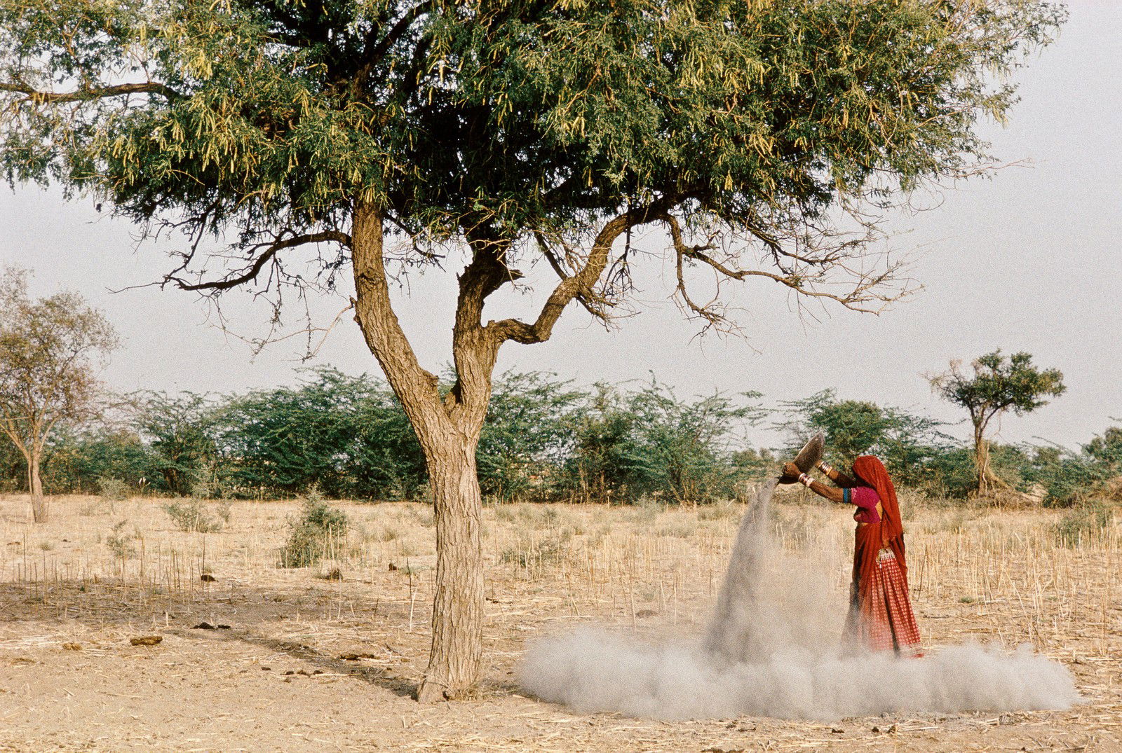 ashes under Khejeri tree, Rajasthan by Christopher Pillitz - Limited Edition. Edition of: 100. Signed.
