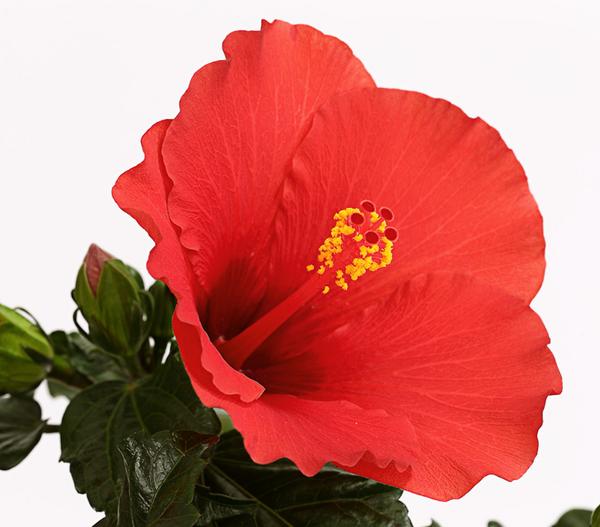 Zimmerhibiskus - Hibiscus rosa-sinensis