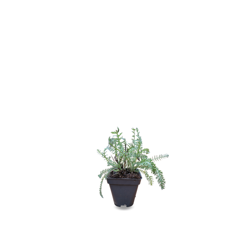 Achillée king edward/achillea lewisii 'king edward'[-]godet