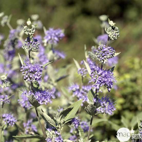 Caryopteris x clandonensis : H 60/80 cm : ctr 7 litres