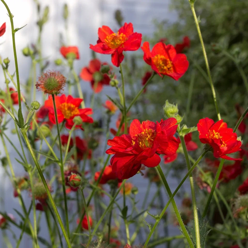 Geum chil. 'Mrs. Bradshaw' Chilehumleblom  'Mrs J. Bradshaw' Ø11 cm