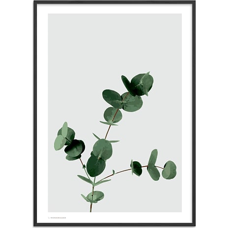 Eucalyptus - 50x70 cm
