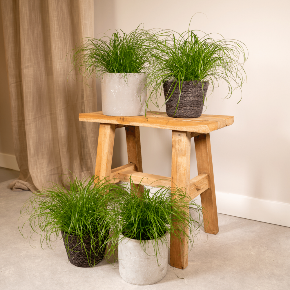 Plante d'intérieur - herbe à chat - lot de 4 plantes - coffret cadeau 20.0cm
