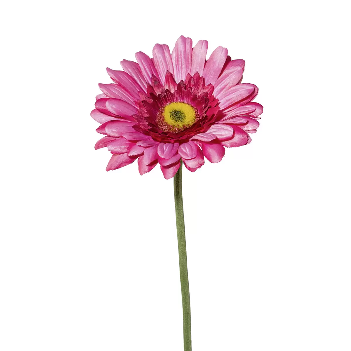 Gerbera Amra Rosa