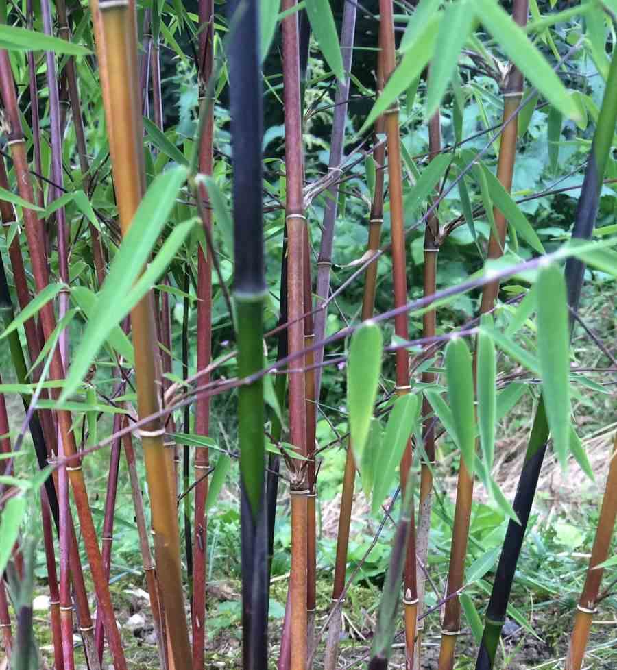 Fargesia jiuzhaigou b1 (bambou non traçant) taille pot 5 litres - 80/120cm - 4/7 cannes