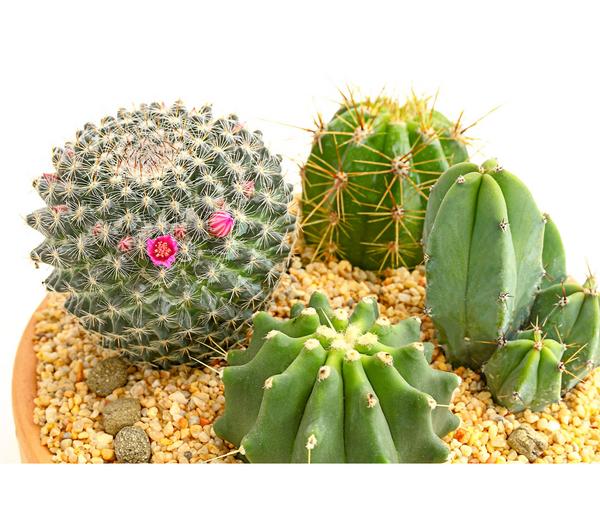 Pflanzenmix Kakteen-Quartett - Cactaceae, 4