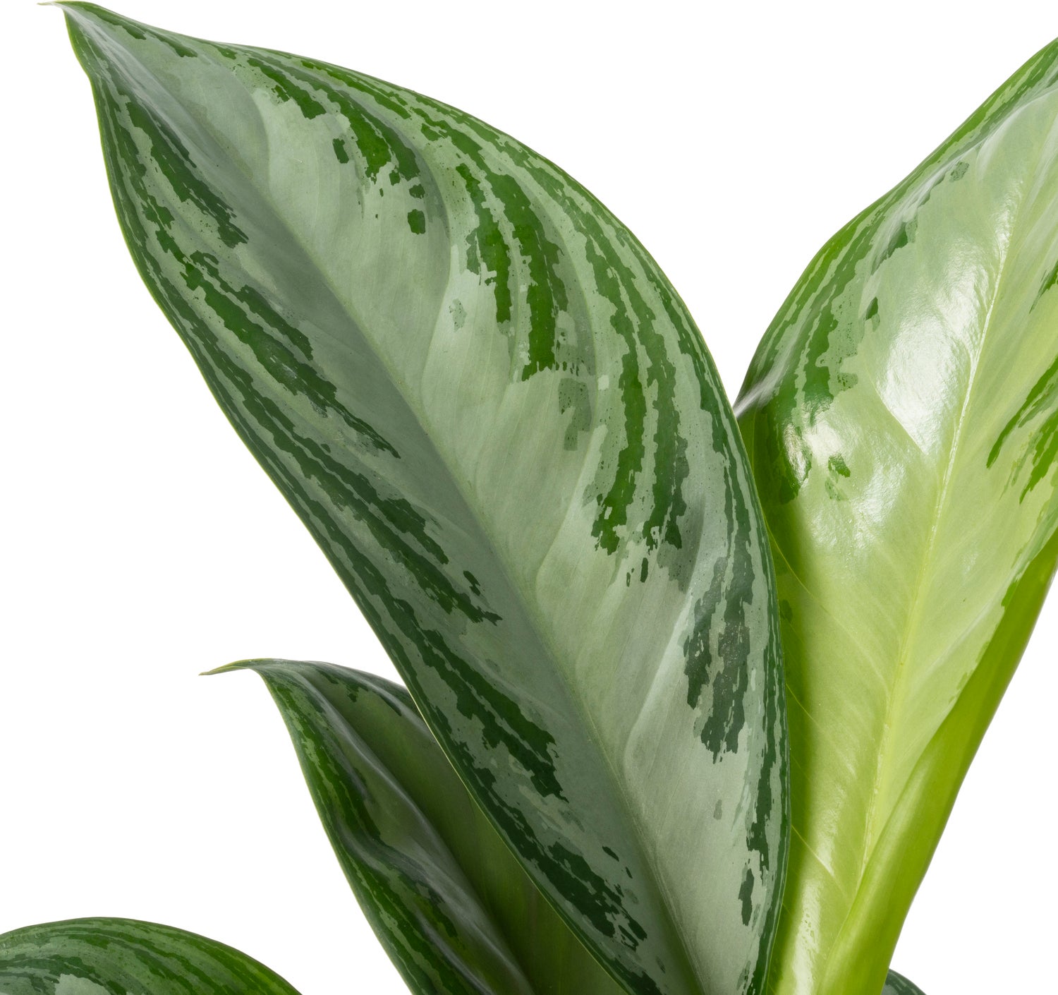 Aglaonema (Aglaonema 'Silver Bay') D 24 H 65 cm